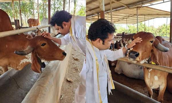 'പശു അമ്മയാണ്... അവയുടെ കണ്ണിൽ നോക്കിയാൽ മനസുനിറയും'; കൃഷ്‌ണകുമാറിന്റെ കുറിപ്പ്