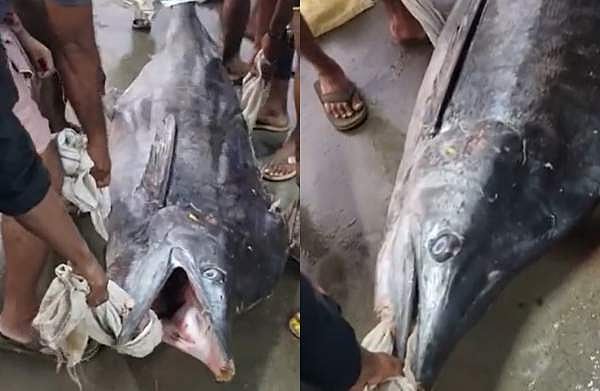 500 കിലോ തൂക്കം; പൊന്നാനിയിൽ കൂറ്റൻ കട്ട കൊമ്പൻ വലയിൽ; വിഡിയോ