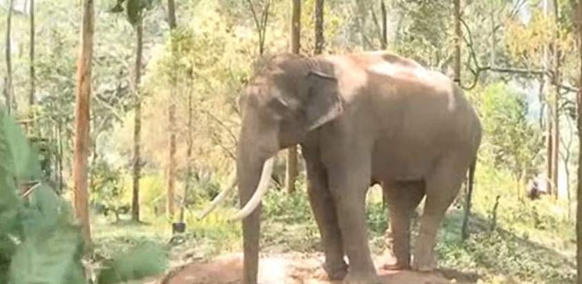 അരിക്കൊമ്പനെ പൂട്ടാനുള്ള സംഘത്തിലേക്ക് കുഞ്ചുവും സുരേന്ദ്രനും ഉടനെത്തും