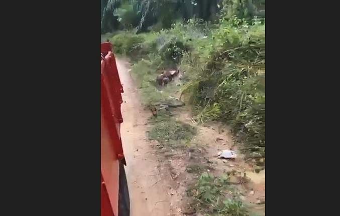 ട്രക്കിന് പിന്നാലെ കുതിച്ചുപാഞ്ഞ് രാജവെമ്പാല; ഭയന്ന് സോഷ്യല്‍മീഡിയ- വീഡിയോ 