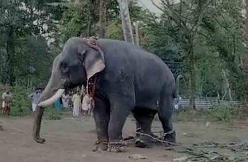കൊടുങ്ങല്ലൂരിൽ ക്ഷേത്രോത്സവത്തിനിടെ ആന ഇടഞ്ഞു; പരിഭ്രാന്തി