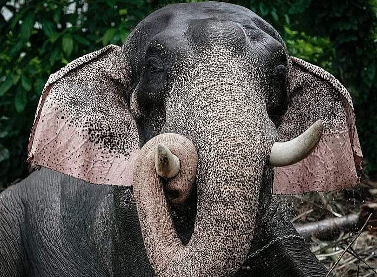 ഉത്സവ കേരളത്തെ കണ്ണീരിലാഴ്ത്തി; ഒളരിക്കര കാളിദാസന്‍ ചരിഞ്ഞു
