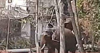 ക്ഷേത്രത്തിൽ ഉത്സവത്തിനിടെ ആന ഇടഞ്ഞു; പരിഭ്രാന്തി
