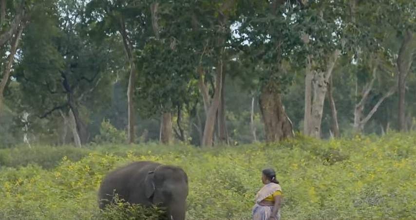 രഘു എന്ന ആനക്കുട്ടിയെ വളര്‍ത്തുന്ന ബൊമ്മന്റെയും ബെല്ലിയുടെയും കഥ, മുതുമലയില്‍ ഒരുക്കിയ ദി എലിഫന്റ് വിസ്‌പെറേഴ്‌സ്; ഡോള്‍ബിയില്‍ തിളങ്ങി ഇന്ത്യ 