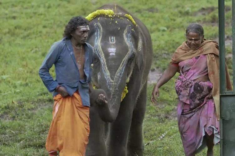 ഓസ്‌കറോ...കേട്ടിട്ടില്ല!; എലഫന്റ് വിസ്പറേഴ്‌സിലെ 'ആനക്കുട്ടികളുടെ അമ്മ' പറയുന്നു