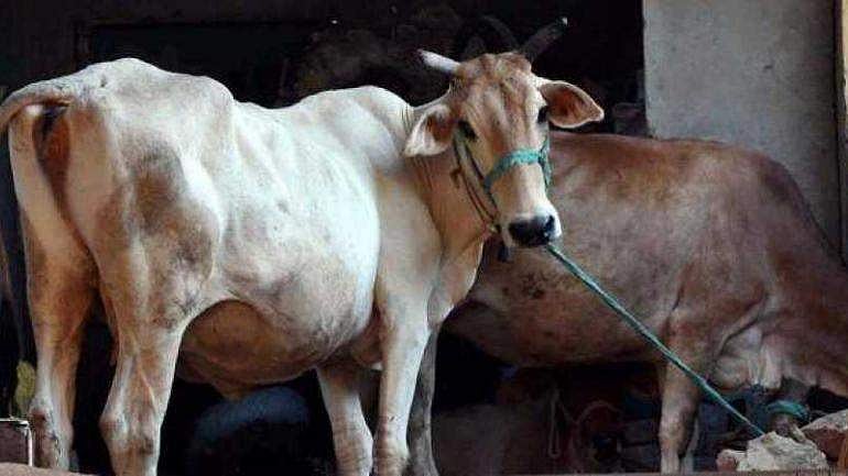 ഒരു കുപ്പി മദ്യത്തിന് മേല്‍ 10 രൂപ പശു സെസ്; പ്രതിവര്‍ഷം 100 കോടി ലക്ഷ്യം; ബജറ്റ് പ്രഖ്യാപനവുമായി ഹിമാചല്‍