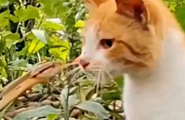 വാ തുറന്ന് മുഖം ലക്ഷ്യമാക്കി പാമ്പ്, ഒറ്റയടിക്ക് നിലംപരിശാക്കി പൂച്ച- വീഡിയോ 
