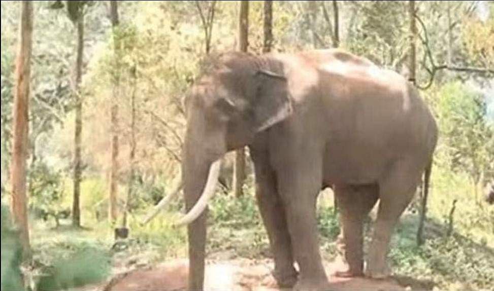 രണ്ടാമത്തെ കുങ്കിയാനയും എത്തി, കെണിയൊരുക്കി വനം വകുപ്പ്; അരികൊമ്പനെ ശനിയാഴ്ച മയക്കുവെടി വെക്കും