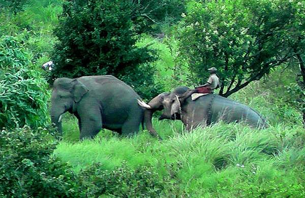 അരിക്കൊമ്പനെ കോടനാട് പാര്‍പ്പിക്കരുത്; കാട്ടില്‍ തുറന്നുവിടണം, ഹൈക്കോടതിയില്‍ ഹര്‍ജി