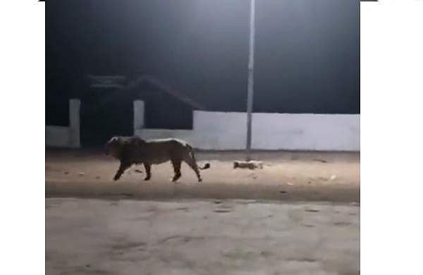 ഇവിടെ ഭരിക്കാന്‍ നോക്കേണ്ട!; സിംഹത്തെ തുരത്തിയോടിച്ച് തെരുവുനായ്ക്കള്‍- വീഡിയോ