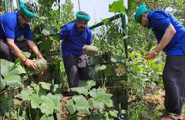 തലയിൽ കെട്ടുംകെട്ടി തനി നാടൻ കർഷകനായി ജയറാം; വിളവെടുപ്പ് വിഡിയോ