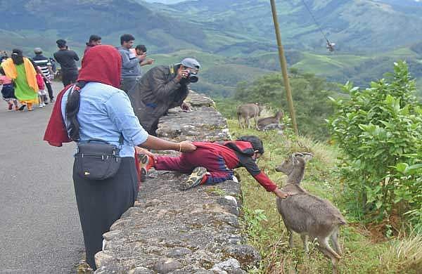 രാജമല നാളെ തുറക്കും; പ്രവേശനം രാവിലെ എട്ടു മുതല്