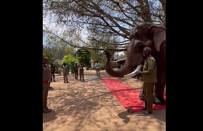 വിജയകരമായി പൂര്‍ത്തിയാക്കിയത് 99 രക്ഷാദൗത്യങ്ങള്‍, കുങ്കിയാന കലീമിന് ഇനി വിശ്രമജീവിതം; സല്യൂട്ട് നല്‍കി വനംവകുപ്പ്- വീഡിയോ 