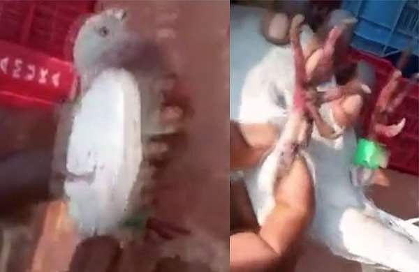 കാലുകളിൽ ക്യാമറയും മൈക്രോ ചിപ്പും, ചിറകിൽ അ‍ജ്ഞാതഭാഷയിൽ സന്ദേശം; മത്സ്യബന്ധന ബോട്ടിൽ നിന്ന് സ്പൈ പ്രാവ് പിടിയിൽ
