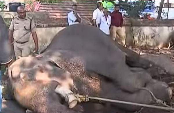 ക്ഷേത്രത്തില്‍ ആന കുഴഞ്ഞു വീണു; ഫയര്‍ഫോഴ്‌സിന്റെ രക്ഷാപ്രവര്‍ത്തനം