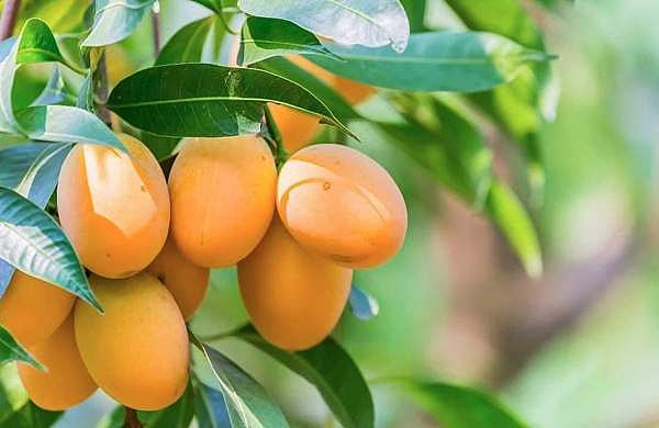 പഴുത്ത് തുടുത്തിരിക്കുന്ന മാങ്ങ കണ്ടാലേ കൊതിയാണ്; ശരീരഭാരം കൂടുമോ? എപ്പോള്‍ കഴിക്കണം?; വിദഗ്ധര്‍ പറയുന്നതിങ്ങനെ 