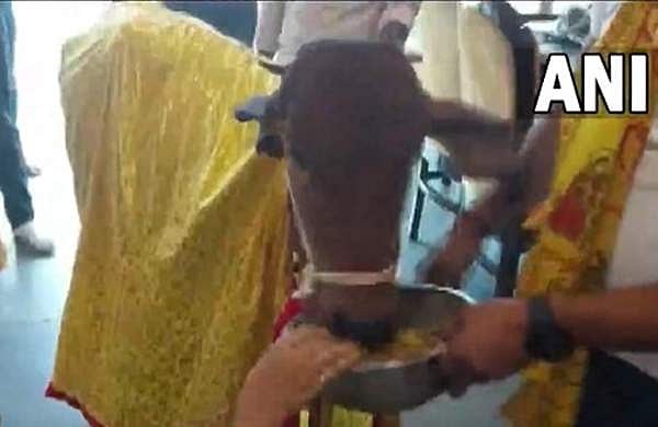 മുഖ്യാതിഥി പശു; മുൻ എസ്പിയുടെ റെസ്റ്ററന്റിന് വേറിട്ട ഉദ്ഘാടനം; വീഡിയോ