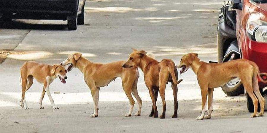 വീണ്ടും തെരുവുനായ ആക്രമണം; വടകരയില്‍ രണ്ടുപേര്‍ ആശുപത്രിയില്‍ 