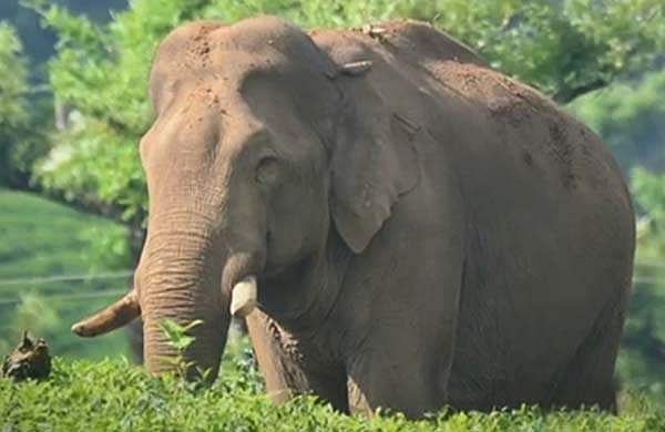 അരിക്കൊമ്പനെ മയക്കുവെടിവെച്ച് പിടികൂടി പറമ്പിക്കുളത്തേയ്ക്ക് മാറ്റാം; ആഘോഷം വേണ്ട, സെല്‍ഫിക്കും വിലക്ക്