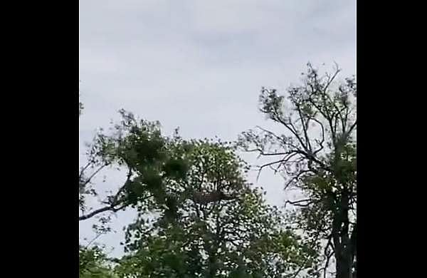 മറ്റൊരു മരത്തിലേക്ക് ചാടി രക്ഷപ്പെടാന്‍ കുരങ്ങന്‍; ഒറ്റച്ചാട്ടത്തിന് പിടികൂടി പുലി, അതിസാഹസികത- വീഡിയോ 