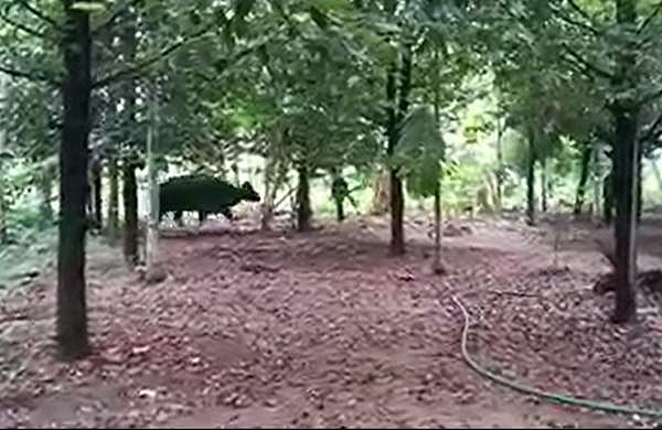 ചാലക്കുടിയില്‍ ജനവാസമേഖലയില്‍ ഇറങ്ങി കാട്ടുപോത്ത്; തിരികെ കാടുകയറ്റാന്‍ ശ്രമം; വീഡിയോ