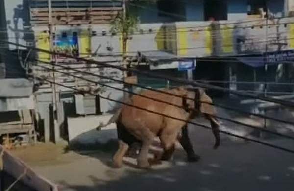 അരിക്കൊമ്പൻ കമ്പം ടൗണിൽ; ന​ഗരത്തിലൂടെ ഓടി; ജനം ഭീതിയിൽ; തുരത്താൻ ശ്രമം