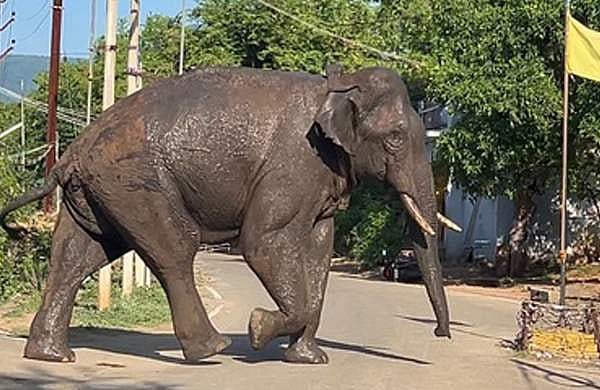 അരിക്കൊമ്പനായി അരിയും ശർക്കരയും പഴക്കുലയും; ഭക്ഷ്യവസ്തുക്കൾ കാട്ടിൽ എത്തിച്ച് തമിഴ്നാട്