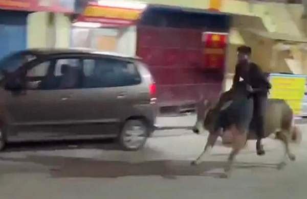 മദ്യലഹരിയില്‍ കാളപ്പുറത്തേറി 'മരണപ്പാച്ചില്‍'; വീഡിയോ വൈറല്‍; യുവാവിനെതിരെ കേസ്