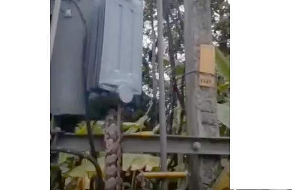 ട്രാന്‍സ്ഫോമറില്‍ കയറി; പെരുമ്പാമ്പ് ഷോക്കേറ്റ് ചത്തു