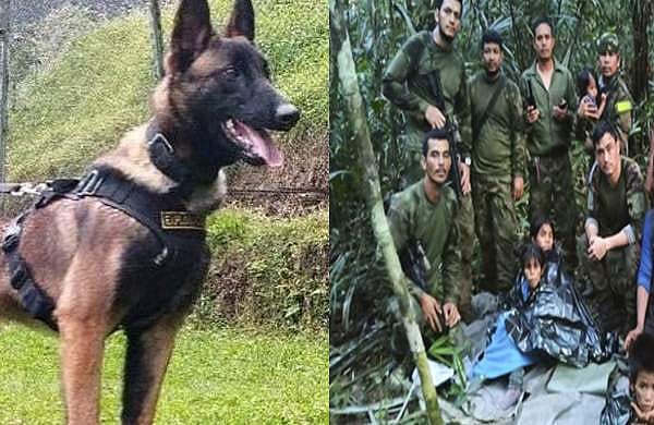 ആദ്യം കുട്ടികളെ കണ്ടെത്തിയ നായ; അവന്‍ എവിടെപ്പോയി?, മടങ്ങിവരാതെ വില്‍സണ്‍, കൊളംബിയ കാത്തിരിക്കുന്നു