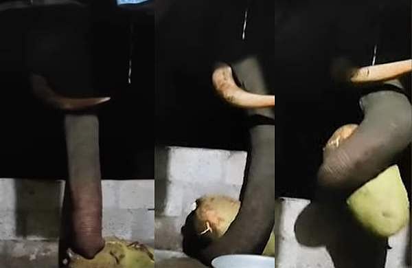 വീട്ടിലെത്തിയ കൊമ്പൻ വരാന്തയിലുണ്ടായിരുന്ന ചക്കയുമായി 'മുങ്ങി'