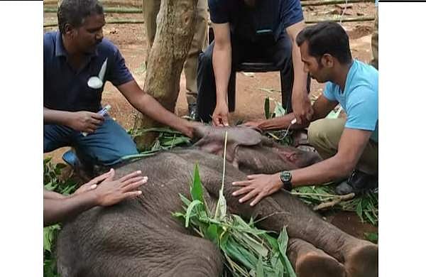 അട്ടപ്പാടിയില് അമ്മയ്ക്കായുള്ള കാത്തിരിപ്പ് 'അവസാനിച്ചു'; കുട്ടിയാന ചരിഞ്ഞു, നൊമ്പരം
