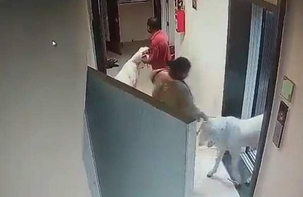 ബലി നല്‍കാനായി ആടുകളെ വീട്ടിലെത്തിച്ചു; ഹനുമാന്‍ ചാലിസ ചൊല്ലി പ്രതിഷേധവുമായി മറ്റ് താമസക്കാര്‍; വീഡിയോ