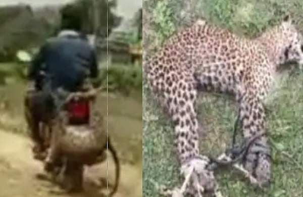 ആക്രമിക്കാന്‍ പുള്ളിപ്പുലി; കീഴ്‌പ്പെടുത്തി മോട്ടോര്‍ സൈക്കിളില്‍ കെട്ടിയിട്ടു ഫോറസ്റ്റ് ഓഫീസിലേക്ക്, യുവാവിന്റെ യാത്ര വൈറല്‍