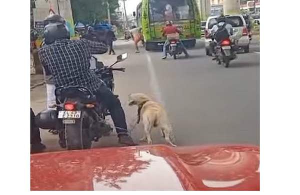ആലുവയില്‍ ബൈക്കിന്റെ പിന്നില്‍ നായയെ കെട്ടിവലിച്ച് ക്രൂരത, നാട്ടുകാര്‍ തടഞ്ഞുനിര്‍ത്തി; അന്വേഷണം 
