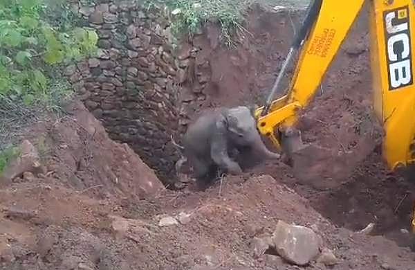 കുട്ടിയാന കിണറ്റില്‍  വീണു; ജെസിബി ഉപയോഗിച്ചു രക്ഷാപ്രവര്‍ത്തനം, ഒടുവില്‍ അത്ഭുതപ്പെടുത്തി 'നന്ദിപ്രകടനം'- വീഡിയോ