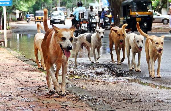 പ്രതിദിനം 30 കുട്ടികള്‍ക്ക് തെരുവുനായകളുടെ കടിയേല്‍ക്കുന്നു; കണ്ണൂര്‍ ജില്ലാ പഞ്ചായത്ത് സുപ്രീംകോടതിയില്‍ 