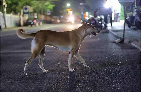 ചങ്ങലയിൽ കല്ല് കെട്ടി നായയെ കുളത്തിൽ തള്ളി, ശരീരമാസകലം വെട്ടേറ്റ മുറിവുകൾ ; ക്രൂരത