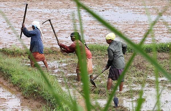 തൊഴിലുറപ്പ് പദ്ധതി: കേരളത്തിൽ റദ്ദായത് 4.24 ലക്ഷം തൊഴിൽ കാർഡുകൾ, രാജ്യത്ത് അഞ്ചുകോടിയിലധികം കാർഡുകൾ റദ്ദാക്കി  
