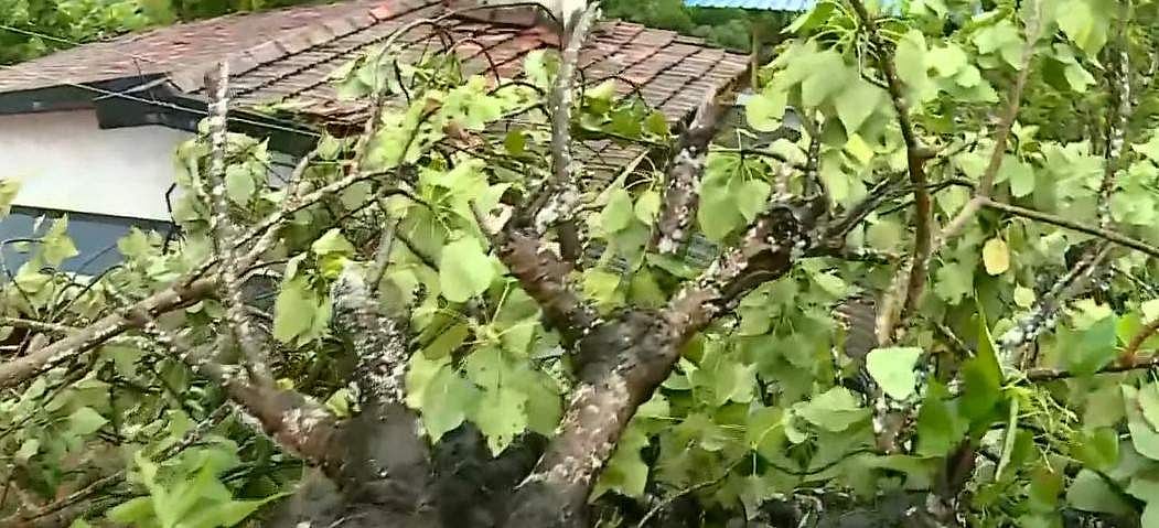 സ്‌കൂളില്‍ നിന്ന് ഇറങ്ങവെ മരം കടപുഴകി വീണു; ആറാം ക്ലാസുകാരി മരിച്ചു
