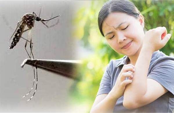 കൊതുക് കടിച്ചോ? ചൊറിച്ചില്‍ സഹിക്കണ്ട; ഇതാ പൊടിക്കൈകൾ, ഉറപ്പായും പ്രയോജനപ്പെടും