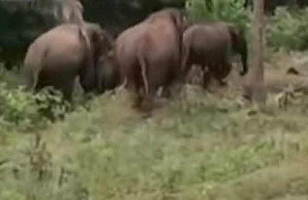 അട്ടപ്പാടിയിൽ വീണ്ടും കാട്ടാനക്കൂട്ടം ഇറങ്ങി; വൻ കൃഷിനാശം, തുരത്താൻ ശ്രമം