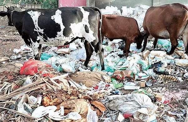 നാലു മണിക്കൂര്‍ നീണ്ട ശസ്ത്രക്രിയ; പശുവിന്റെ വയറ്റില്‍ നിന്നും പുറത്തെടുത്തത് 30 കിലോ പ്ലാസ്റ്റിക്