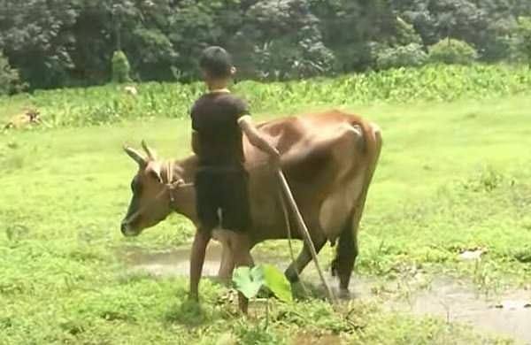 കപ്പത്തൊണ്ട് കഴിച്ചു; തൊടുപുഴയില്‍ 13 പശുക്കള്‍ ചത്തു 