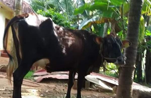 മിണ്ടാപ്രാണിയോട് ക്രൂരത; അയല്‍വാസിയുടെ പശുവിന്റെ കണ്ണിലും ദേഹത്തും ആസിഡ് ഒഴിച്ചു