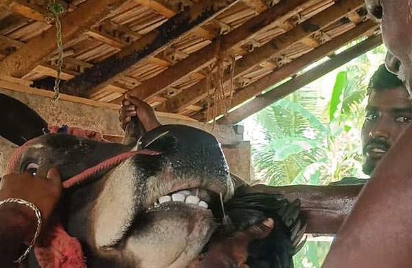 ജല്ലിക്കെട്ട് കാളയ്ക്ക് തീറ്റയായി ജീവനുള്ള പൂവന്‍കോഴി; വീഡിയോ പുറത്തുവിട്ട യൂട്യൂബര്‍ക്കെതിരെ കേസ്