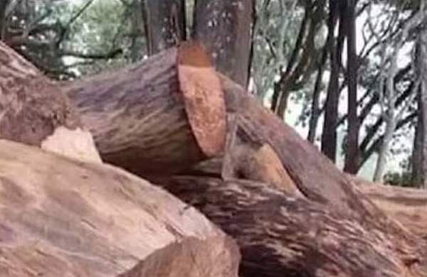 മുട്ടിൽ മരംമുറി കേസ്; കണ്ടുകെട്ടിയ മരങ്ങൾ ലേലം വിളിക്കണം; ഹർജി കോടതി ഇന്ന് പരി​ഗണിക്കും