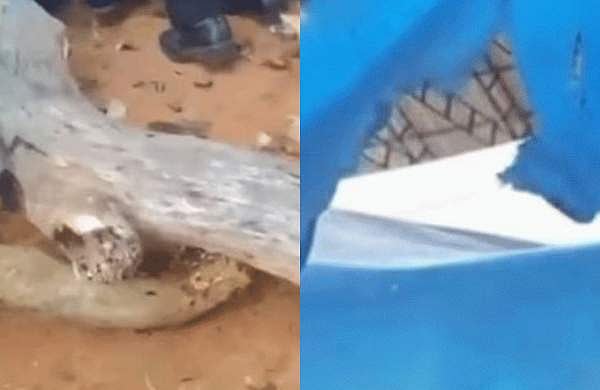 കലോത്സവത്തിനിടെ സദസിലേക്ക് മരക്കൊമ്പ് പൊട്ടി വീണു; ഒരാൾക്ക് പരിക്ക്